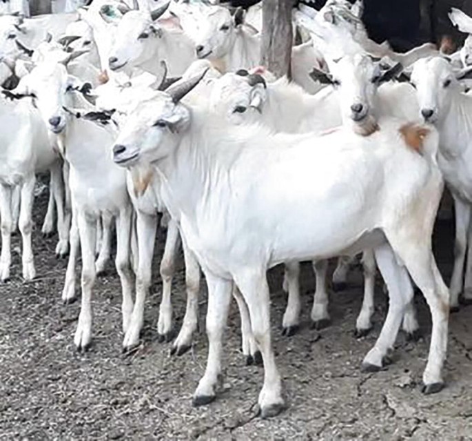 Galla Goat